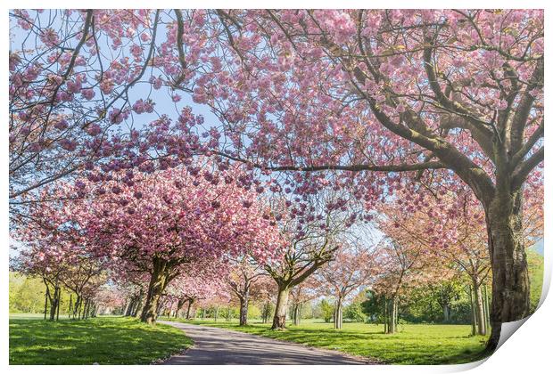 Cherry blossom on an avenue of trees Print by Jason Wells