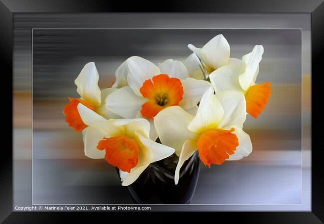 Early spring daffodils Framed Print by Marinela Feier