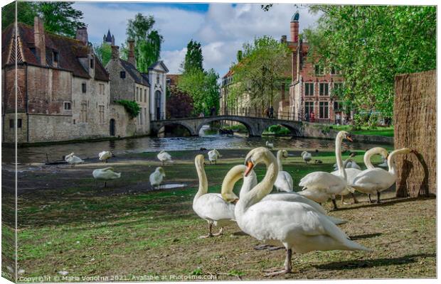 White swans in Bruges downtown Canvas Print by Maria Vonotna