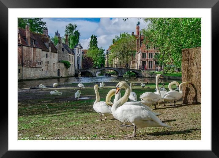 White swans in Bruges downtown Framed Mounted Print by Maria Vonotna