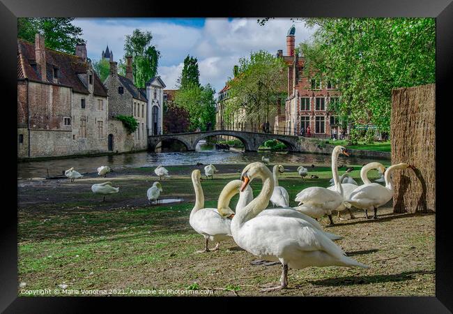 White swans in Bruges downtown Framed Print by Maria Vonotna