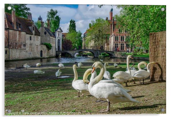 White swans in Bruges downtown Acrylic by Maria Vonotna