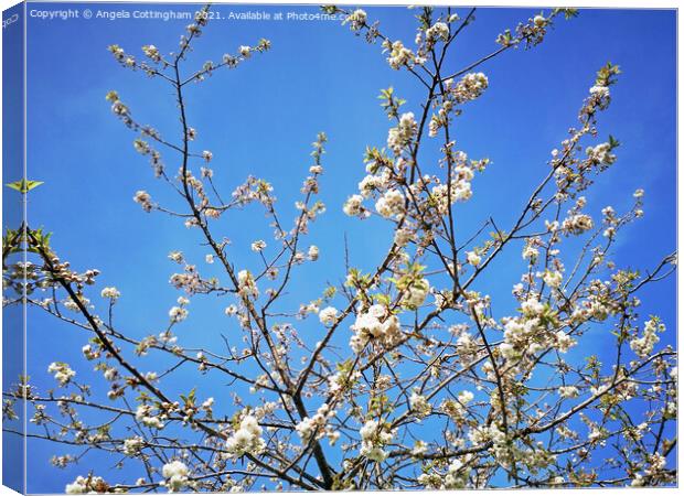 White cherry blossom against a blue sky Canvas Print by Angela Cottingham