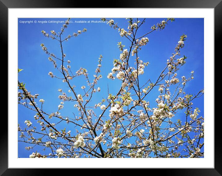 White cherry blossom against a blue sky Framed Mounted Print by Angela Cottingham