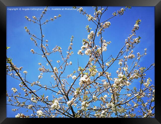 White cherry blossom against a blue sky Framed Print by Angela Cottingham