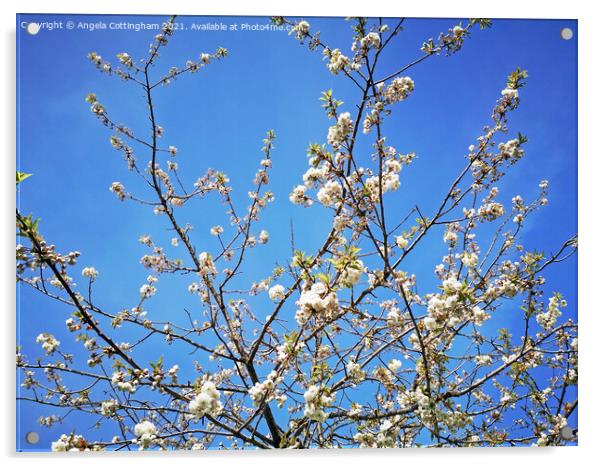 White cherry blossom against a blue sky Acrylic by Angela Cottingham