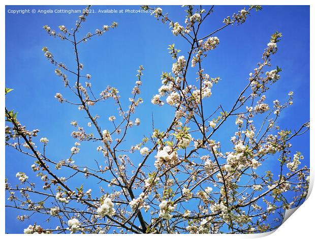 White cherry blossom against a blue sky Print by Angela Cottingham