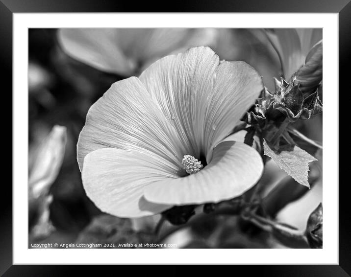 Tree Mallow Framed Mounted Print by Angela Cottingham
