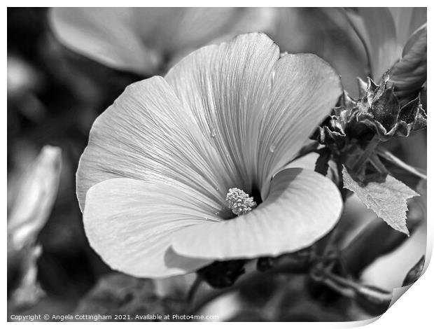 Tree Mallow Print by Angela Cottingham