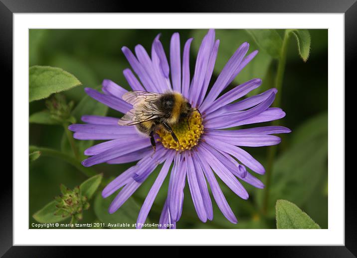 Aster x frikartii 'Monch' Framed Mounted Print by Maria Tzamtzi Photography
