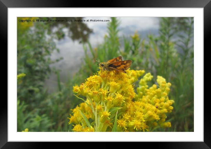 Butterfly resting on a nice yellow wild flower, Framed Mounted Print by Ali asghar Mazinanian