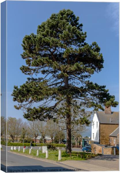 Single tree in town Canvas Print by Clive Wells