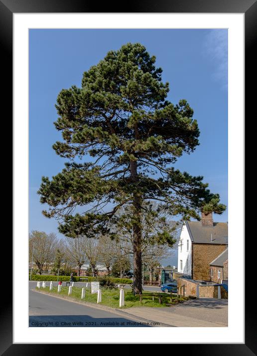Single tree in town Framed Mounted Print by Clive Wells