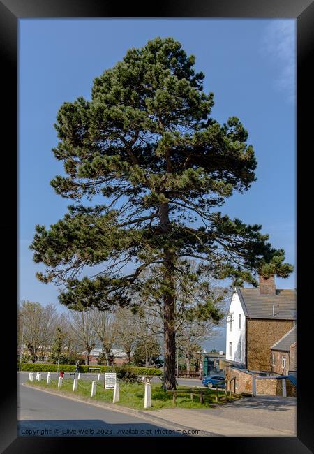 Single tree in town Framed Print by Clive Wells