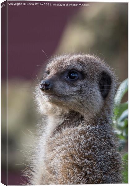 Portrait of a meercat Canvas Print by Kevin White
