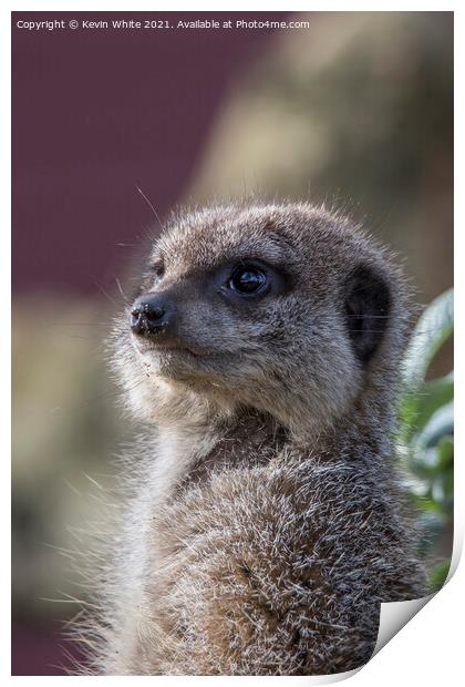 Portrait of a meercat Print by Kevin White