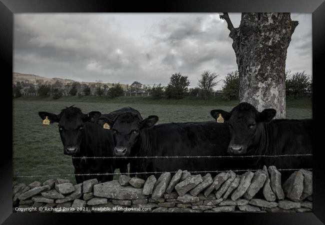 Moody Cows Framed Print by Richard Perks