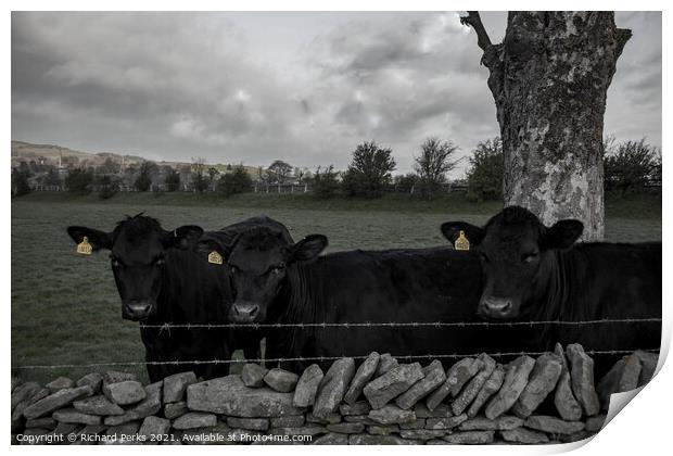 Moody Cows Print by Richard Perks
