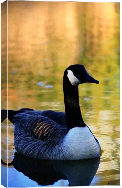 Canada Goose On Water Canvas Print by Dave Bell