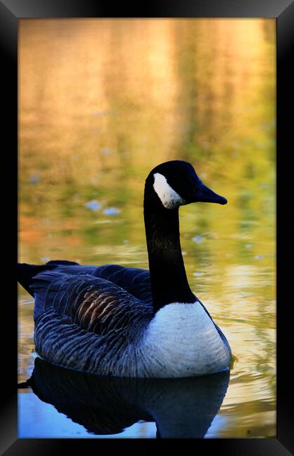 Canada Goose On Water Framed Print by Dave Bell