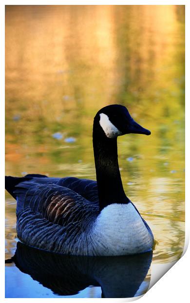 Canada Goose On Water Print by Dave Bell