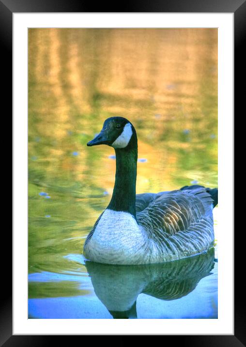 Canada Goose On Water At Bude Framed Mounted Print by Dave Bell