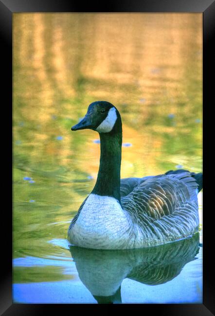 Canada Goose On Water At Bude Framed Print by Dave Bell