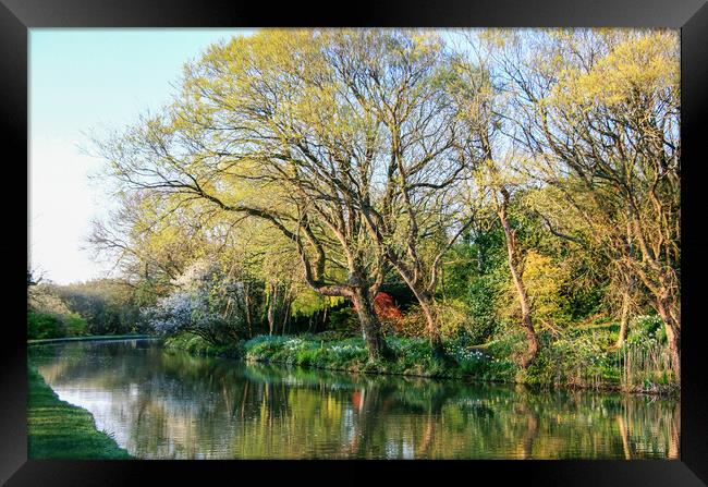 Beautiful Spring Tree Colours and  Reflections In  Framed Print by Dave Bell