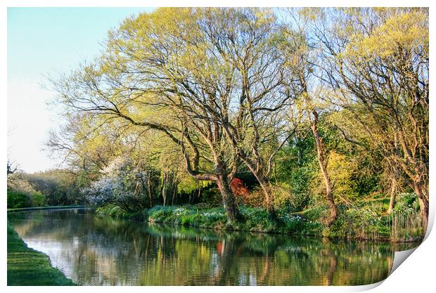 Beautiful Spring Tree Colours and  Reflections In  Print by Dave Bell