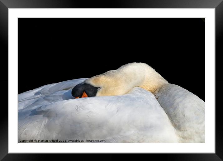 Sleeping Swan Framed Mounted Print by Martyn Arnold