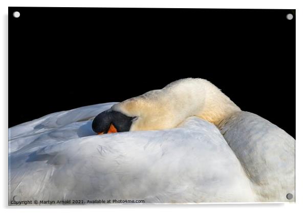 Sleeping Swan Acrylic by Martyn Arnold