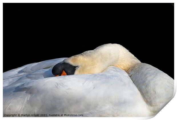 Sleeping Swan Print by Martyn Arnold