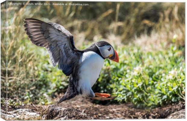 Farne Islands Puffins Canvas Print by Kevin White