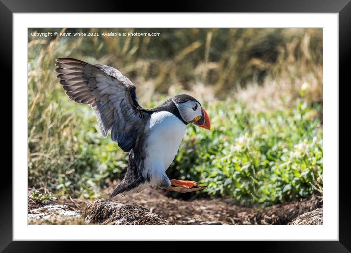 Farne Islands Puffins Framed Mounted Print by Kevin White