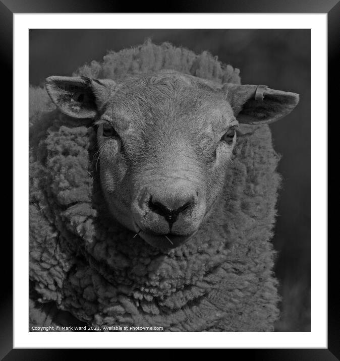 Portrait of a Sheep in Black and White. Framed Mounted Print by Mark Ward