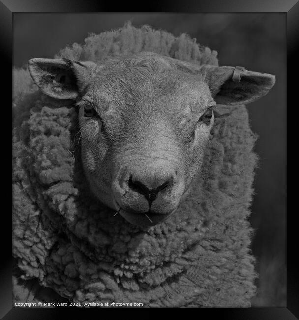 Portrait of a Sheep in Black and White. Framed Print by Mark Ward