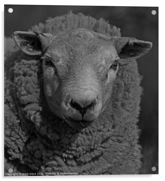 Portrait of a Sheep in Black and White. Acrylic by Mark Ward