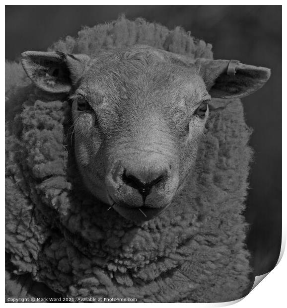 Portrait of a Sheep in Black and White. Print by Mark Ward