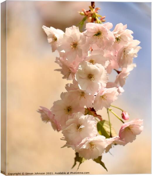 Cherry Blossom Canvas Print by Simon Johnson