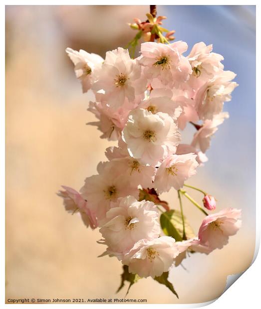 Cherry Blossom Print by Simon Johnson