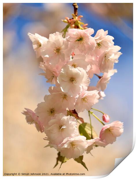 Spring Cherry Blossom Print by Simon Johnson