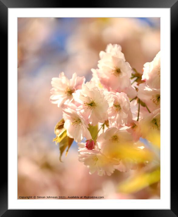 Wind blown Blossom Framed Mounted Print by Simon Johnson
