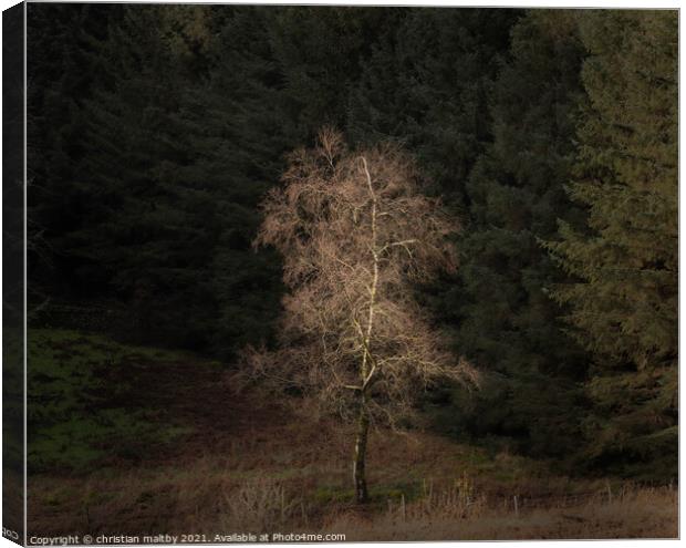 Light in the Galloway forest Canvas Print by christian maltby