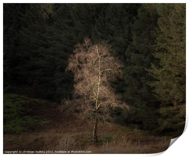 Light in the Galloway forest Print by christian maltby