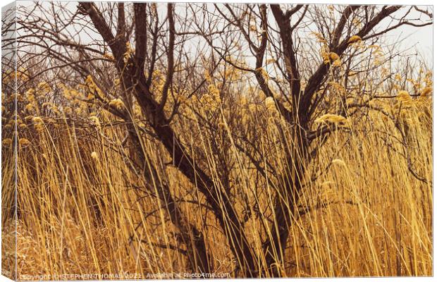 Tree In Tall Grass Canvas Print by STEPHEN THOMAS