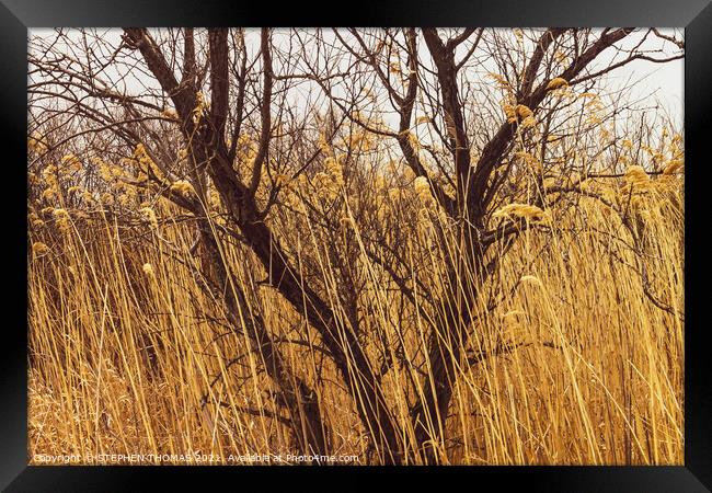 Tree In Tall Grass Framed Print by STEPHEN THOMAS