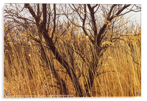 Tree In Tall Grass Acrylic by STEPHEN THOMAS