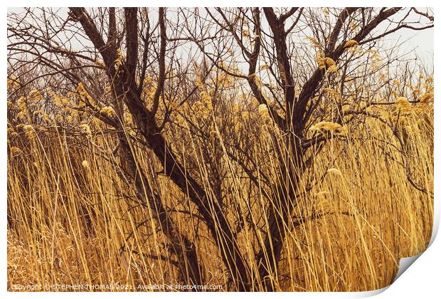 Tree In Tall Grass Print by STEPHEN THOMAS