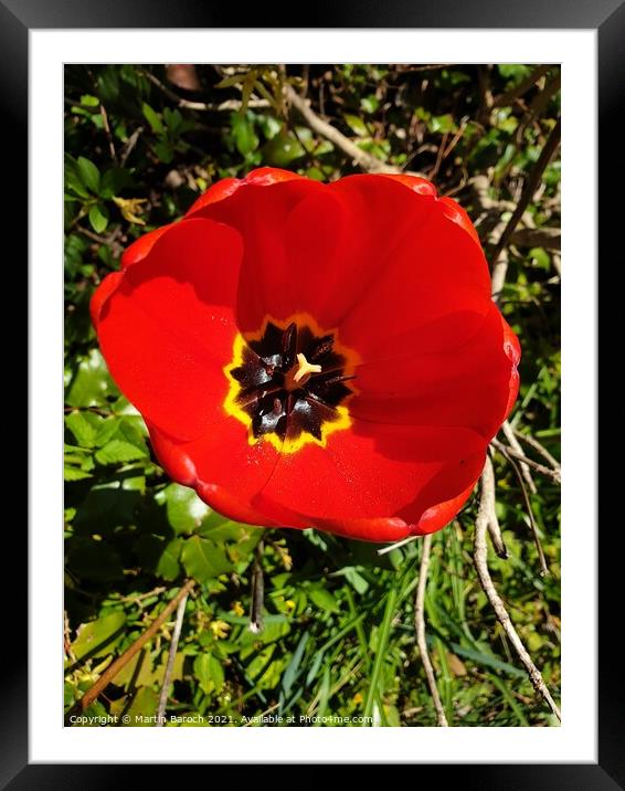 Blossoming Red Tulip Framed Mounted Print by Martin Baroch