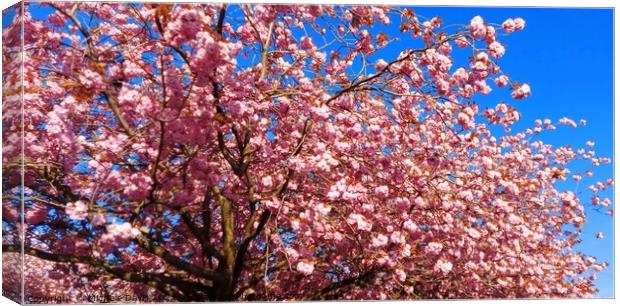 Cherry Blossom tree Canvas Print by Michele Davis